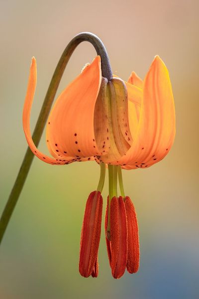 Jaynes Gallery 아티스트의 USA-Washington-Dewatto Tiger lily flower close-up작품입니다.